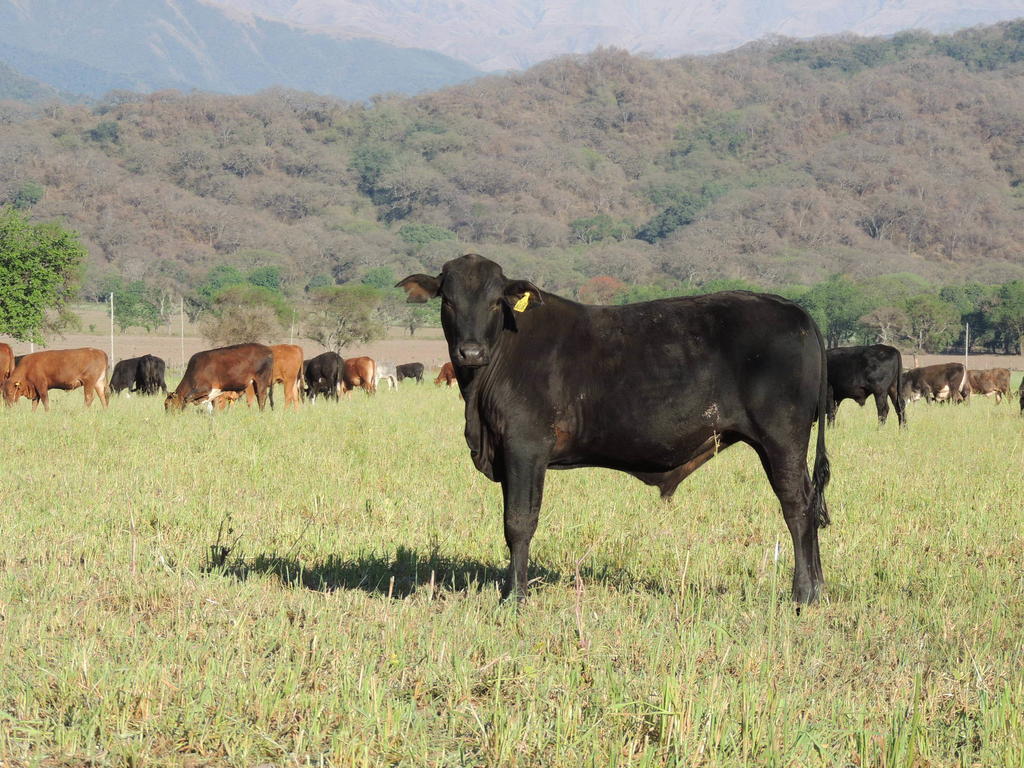 Finca Las Margaritas Chicoana ภายนอก รูปภาพ
